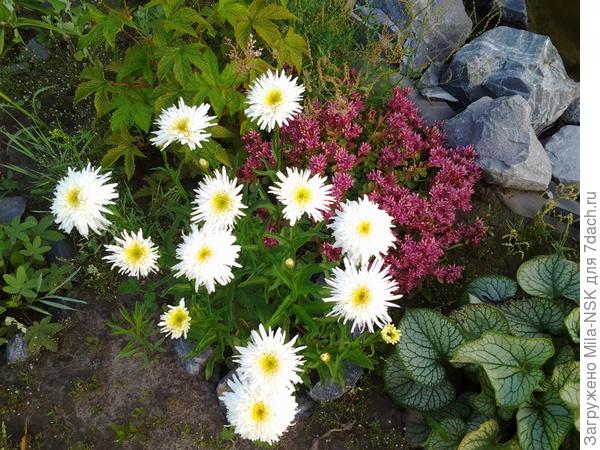 ромашка махровая Уиррал суприм в компании с очитком.