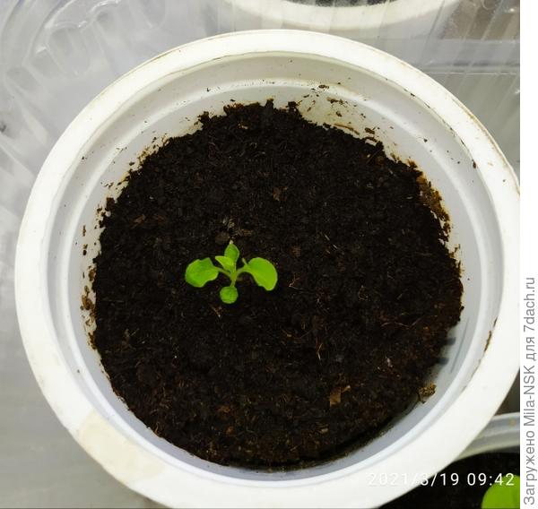 Но есть пока еще и такие...