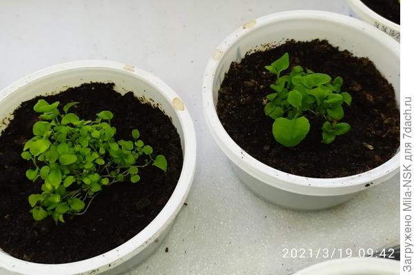 Лобелия россыпью.