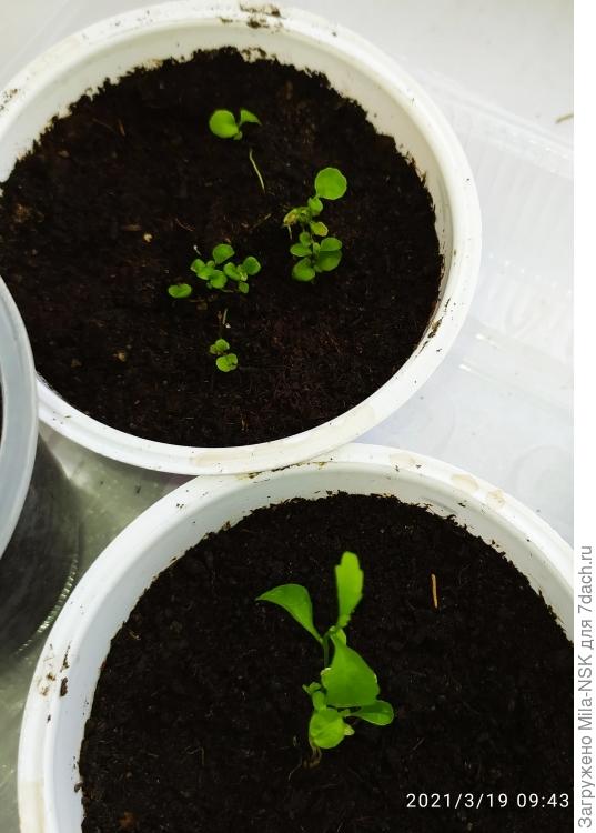 Лобелия из мультигранул.