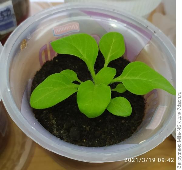 Одна из петуний...