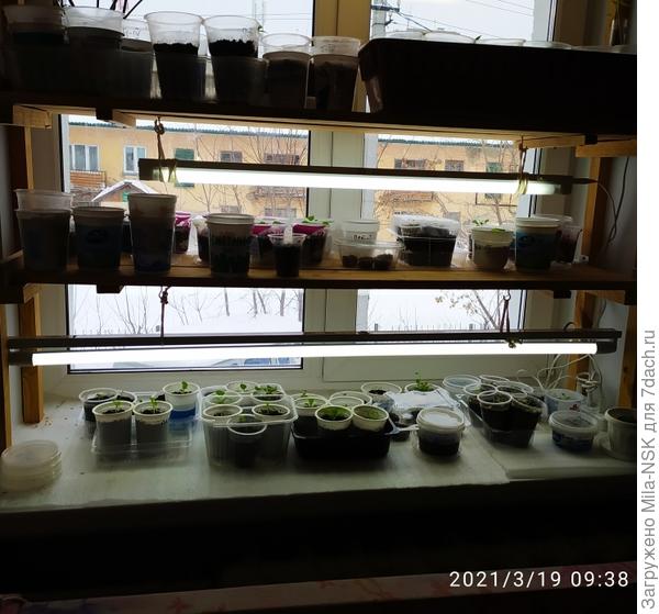 Ну а это общий "огород" на одном из окон.