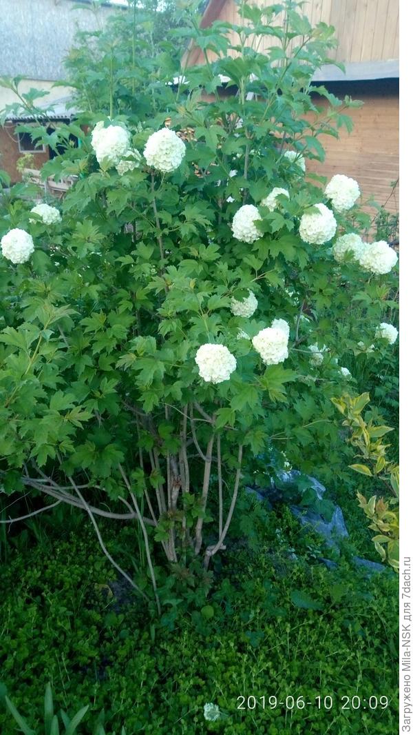 Моя красотка. То, что осталось на ней после нашествия тли и обрезке.