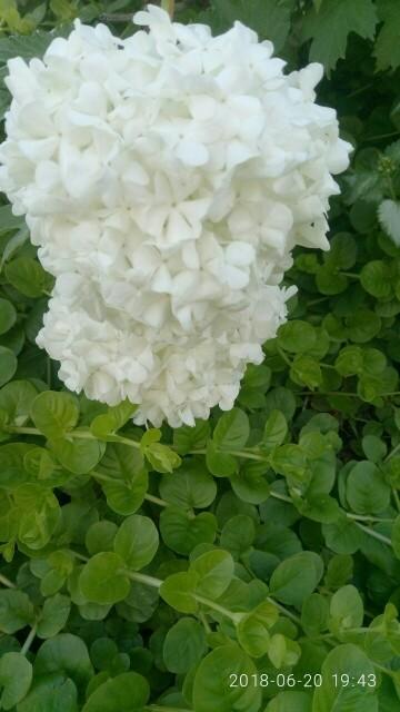 снежный шар