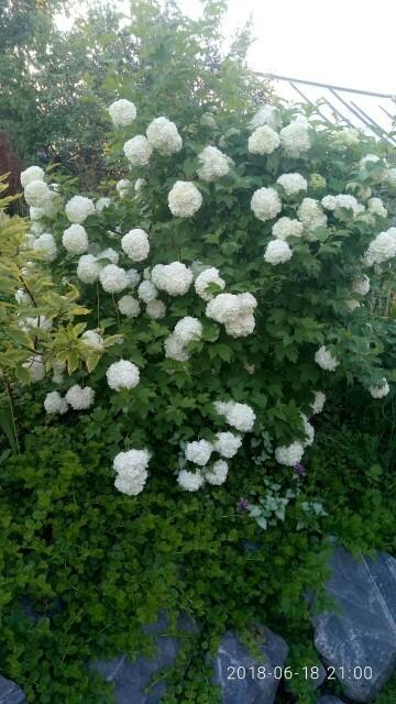 через неделю