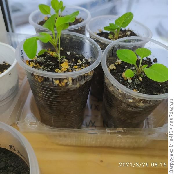 На переднем плане две ампели посадки 28 февр.