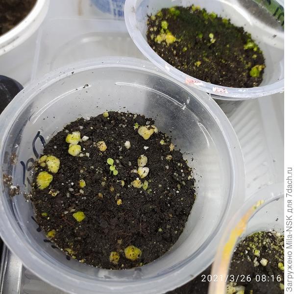 А это второй сорт, посев тоже 28 февр.