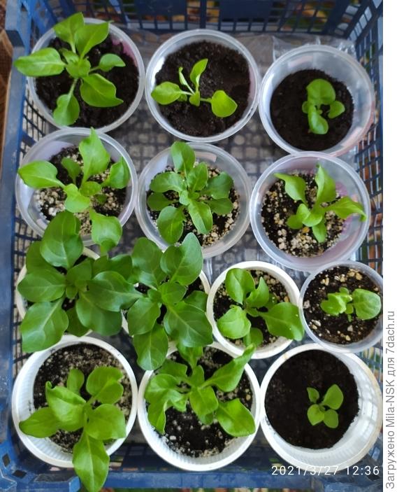 Посеяны все в одно время, но какие все разные! Есть такие...