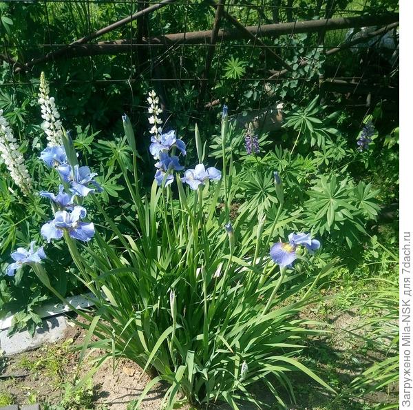 Июнь-2020, начало цветения.