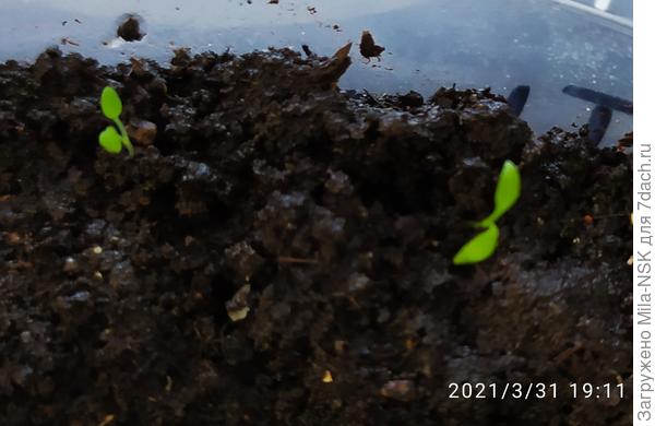 Виолы или нет?