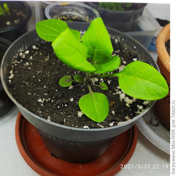 А это второй сорт, но посева 13 февраля. Вторые его уже почти догнали.