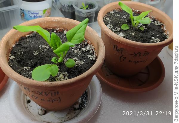 Один из сортов тайдалов посева 28 февраля.