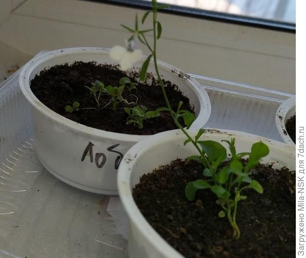 Правда, я ее уже обрезала, чтобы кустик ветвился.