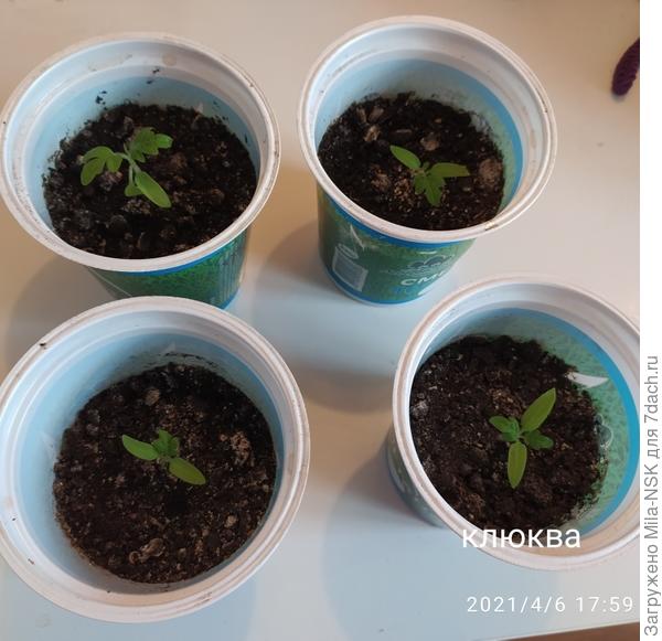 Чудо на окошке (на фотке надпись неправильная)