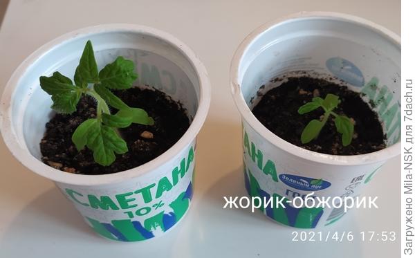 Жорик-обжорик