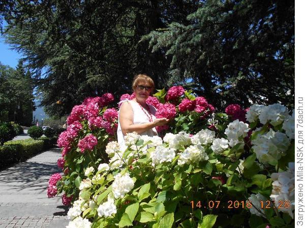 Там же. Та, что в центре, еж ли чё-не гортензия, а совсем наоборот...