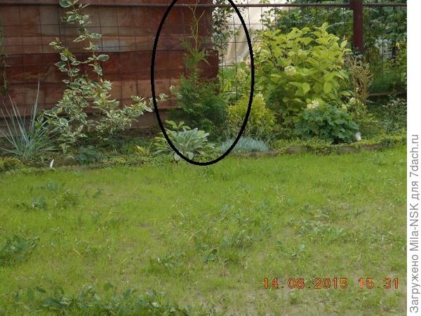 2015 г. Макушка вытянулась, лысая. Нижние ветки густые.