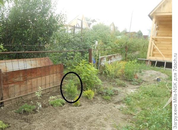 2014 г. Туя была куплена в 2013 росточком 15 см. Зимовала в прикопе в горшке.