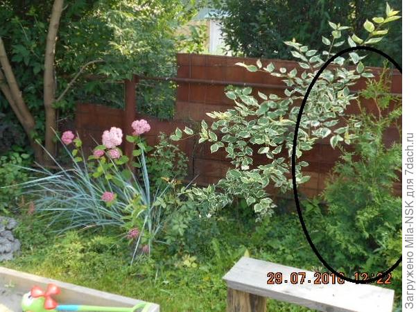 2016 г. Чуток подрезала макушку, но боковые ветки ещ не стригла. Не знала, что ее можно и нужно стричь.