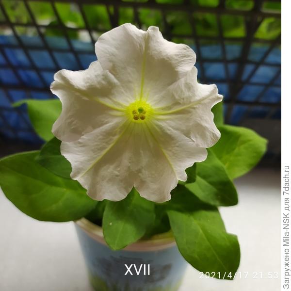 А это расцвела третья Мамбо уайт