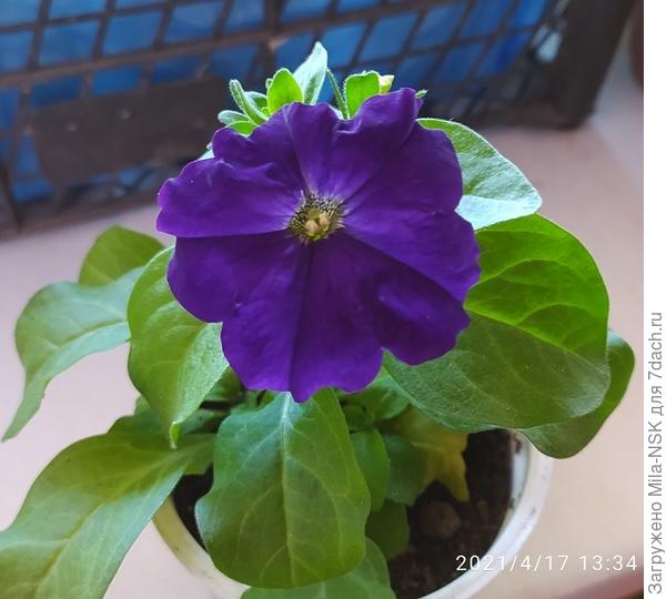 Эту пока опознать не могу, т.к. когда из таблеток пересаживала, забыла подписать стаканчик. Такой окраски у меня два сорта: Мамбо блю и   Танго синяя. А вот какая из них, будет ясно, когда вырастут большими в кашпо. Кстати, на самом деле она намного темнее и бархатная.