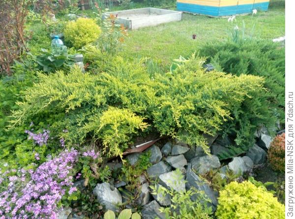 Дабс фростед