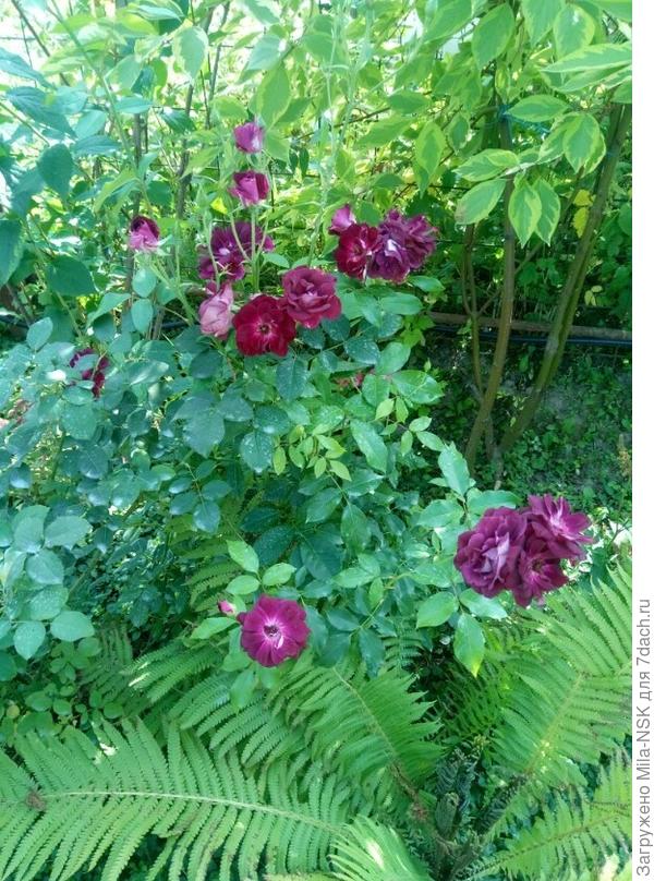 Бургунди Айс и папоротник