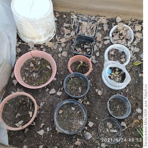 Так у меня зимуют вкопанные в грядки растюхи, которые пока еще не высажены на ПМЖ и те, которые растут летом в контейнерах.