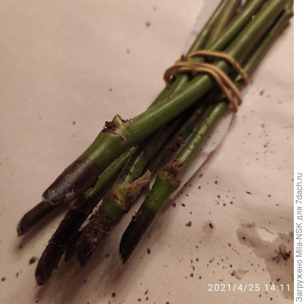 Те, что остались зелеными и на которых есть почечки, я отложила и поставила в стакан с корневином. А вдруг?