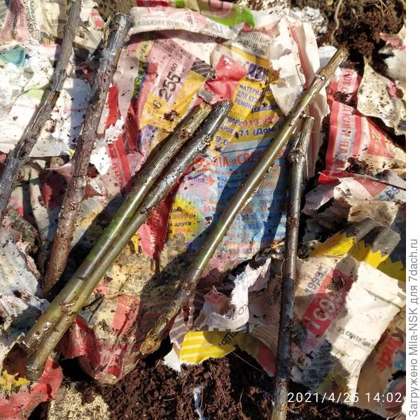 Больше половины почернели, корешками там и не пахнет.