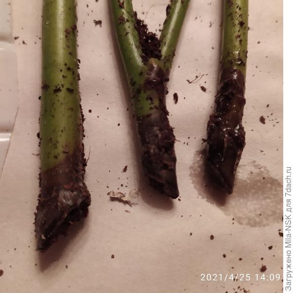 У некоторых есть на конце черенка небольшие утолщения.Может это каллюс?