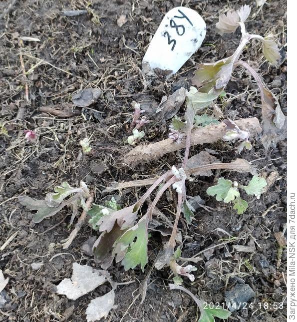 Это бирочка возле хризантемы.