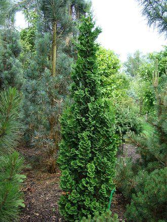 Зматлик. Фото из инета.