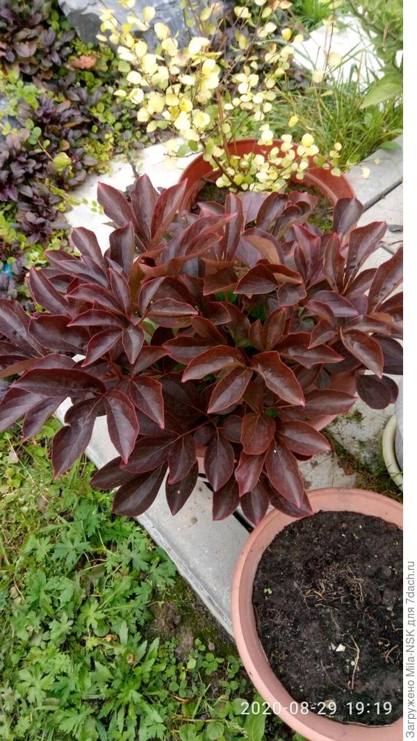 Один из моих пионов-патио в августе 2020г. Листья темно-бордовые. Весной и летом были более светлые, но тоже не зеленые.