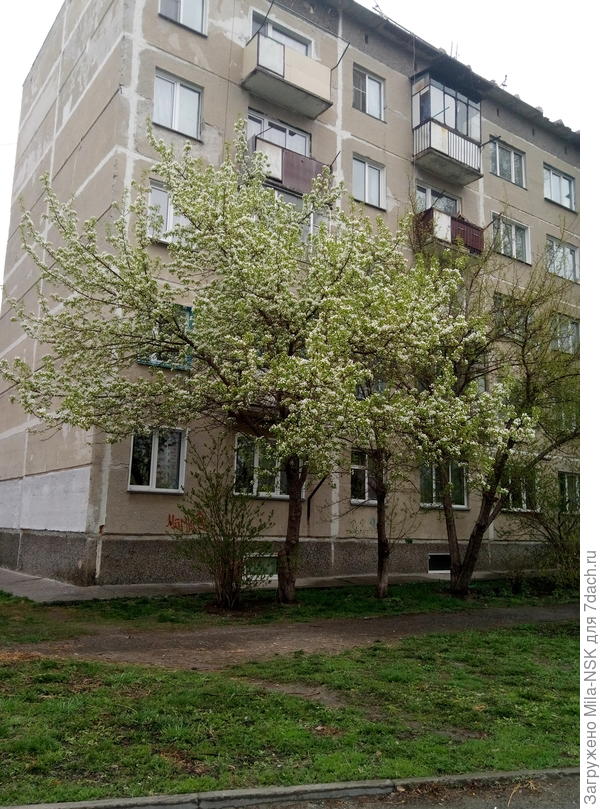 28 апреля 2020 года, цветет яблоня возле соседского дома