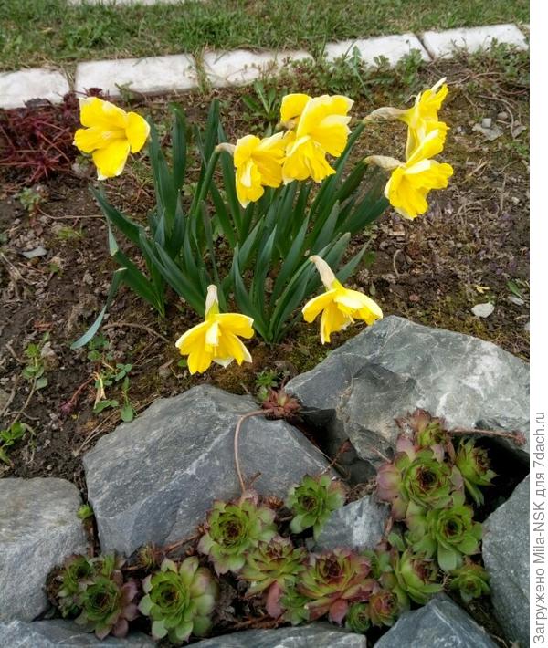29 апреля 2020. Цветут нарциссы на даче.
