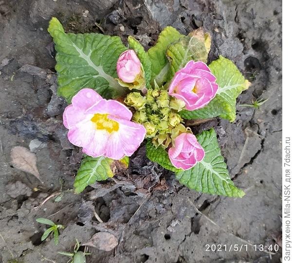 Примула от Аэлиты