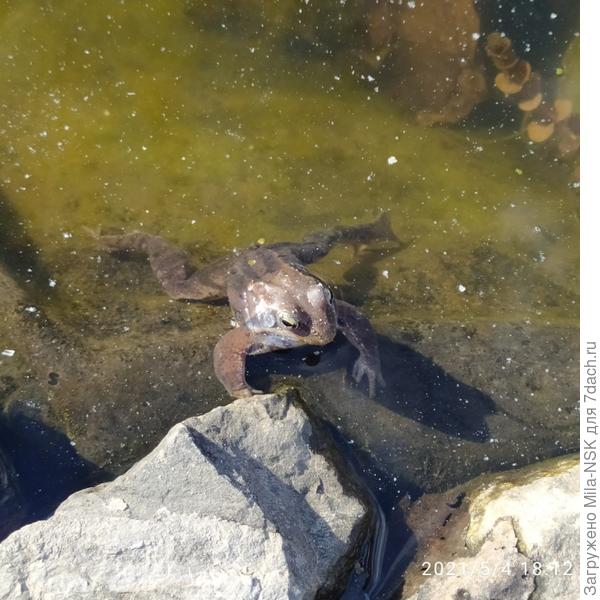 Алё, дачник!