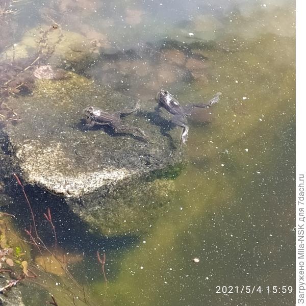 Сладкая парочка.