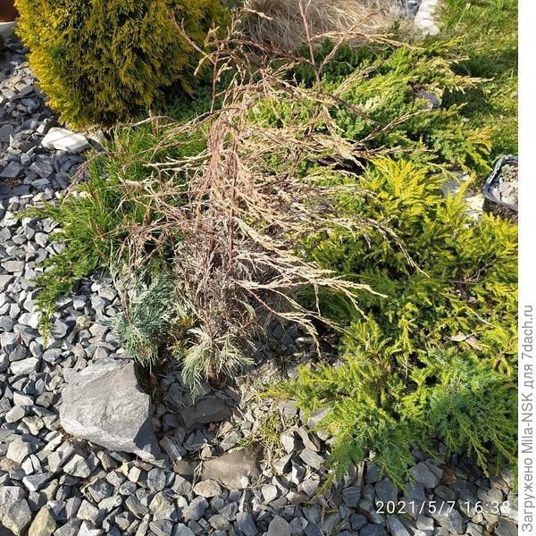 Таким он стал сейчас.