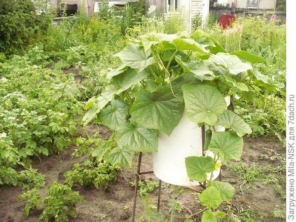 Вот так у меня огурчики растут.