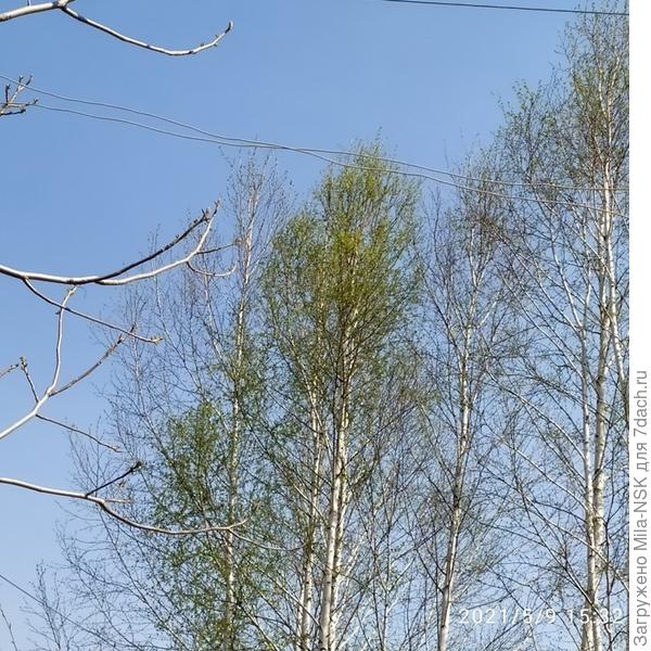 Одна из моих белоснежных красавиц.