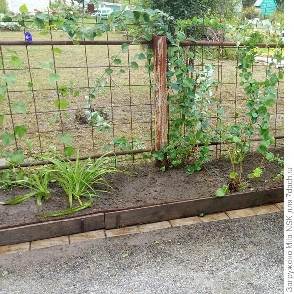 Жимолость Каприфоль.