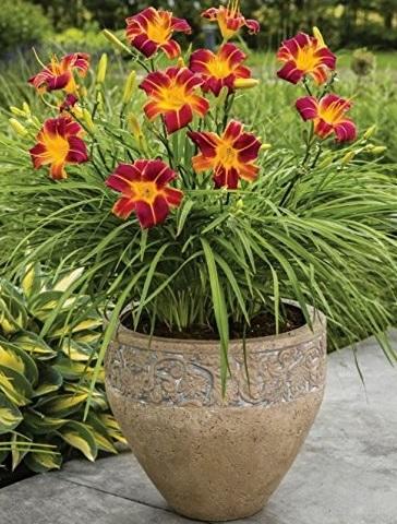 EVERYDAYLILY РЕД РИБ