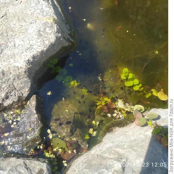 А это ихние дети...