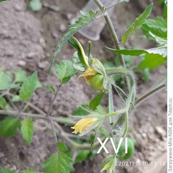 Томат Бычок-1 кустик