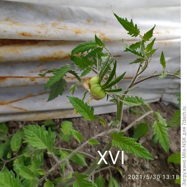 Томат Бычок-2 кустик