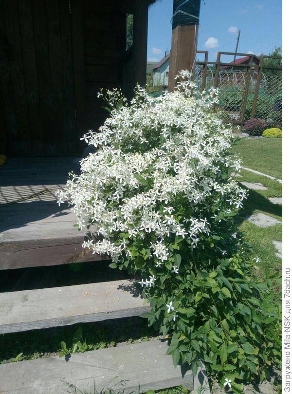 Клематис мелкоцветковый.