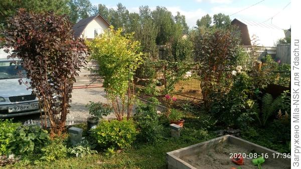 Вот такими "стройняшками" стали мои пузырики после стрижки.