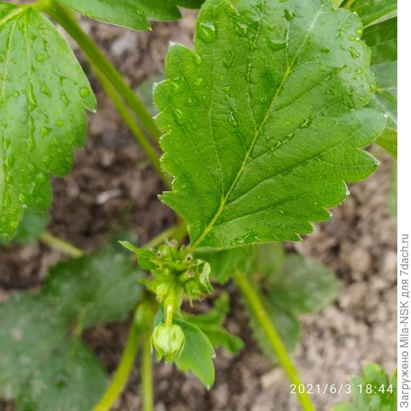 засохшие бутоны